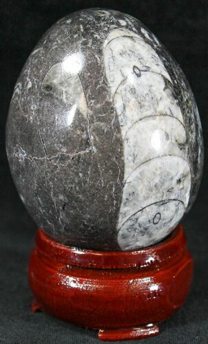 Polished Fossil Orthoceras (Cephalopod) Egg #23530